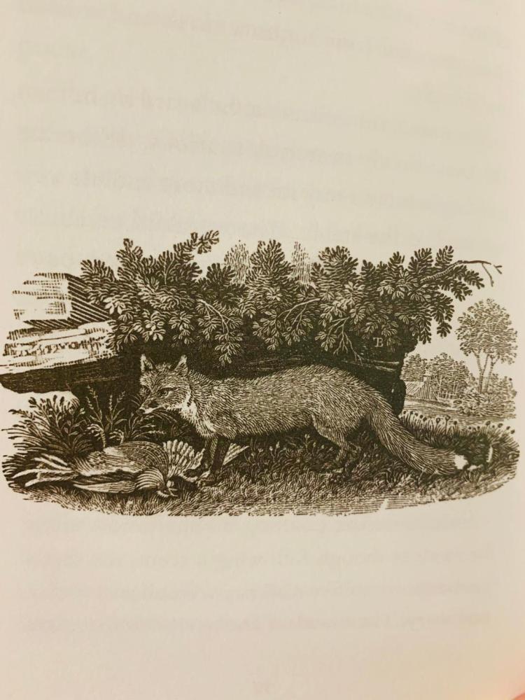 Fox at the Manger engraving 2